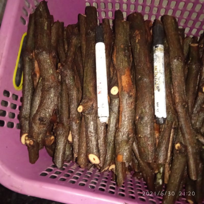 

cutting anggur batang bawah ukuran sepidol besar