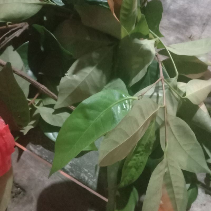 

daun salam bumbu masak / penyedap