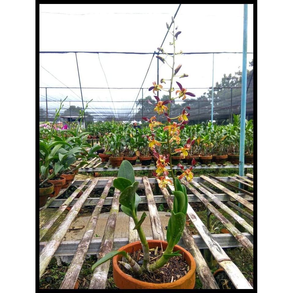 Gosend Bisa Anggrek Dendrobium Keriting Rambo