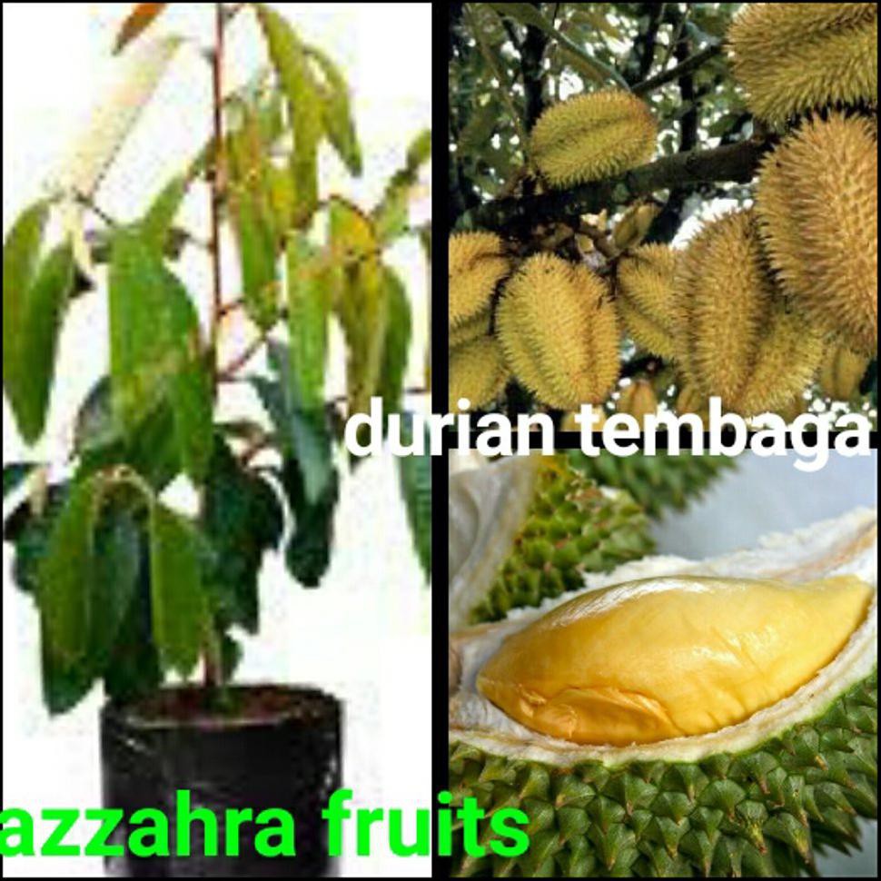 !1# Durian Tembaga @_$