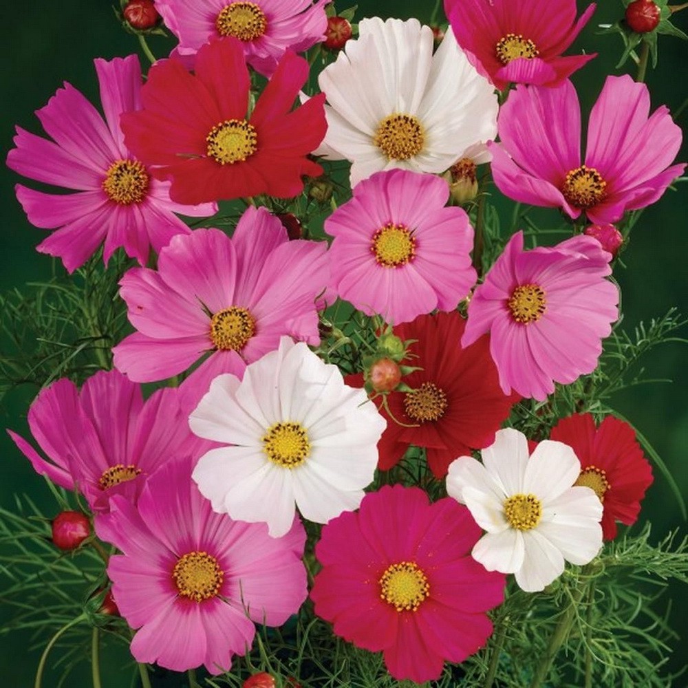 PlantaSeed - 20 Seeds - Cosmos Sensation Mix Biji Bunga - PAS0218