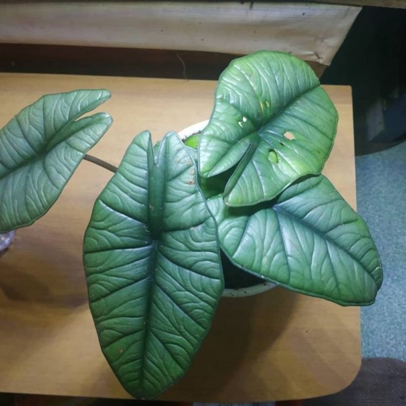 Alocasia bisma lokal