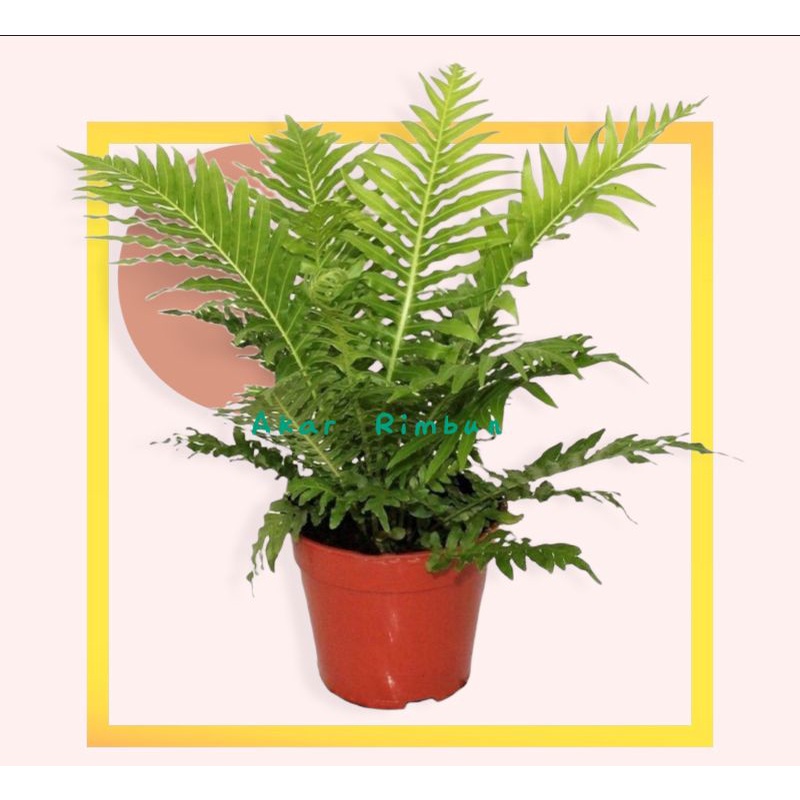 Jual tanaman pakis gibbum | Shopee Indonesia