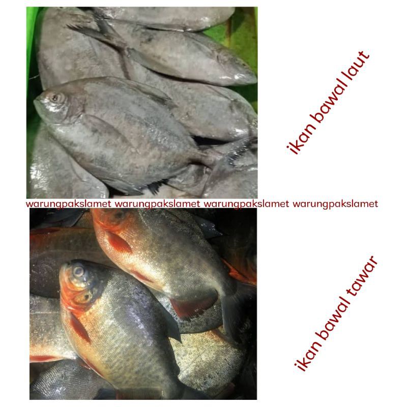 

ikan bawal segar / bawal laut / bawal tawar fresh