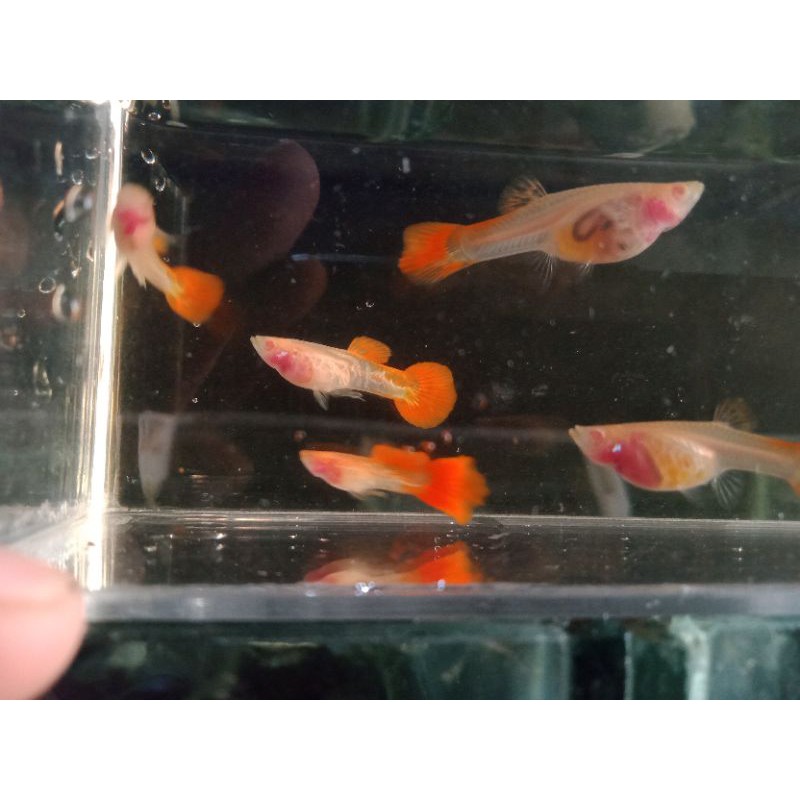 Guppy albino cobara glass belly (tembus pandang)