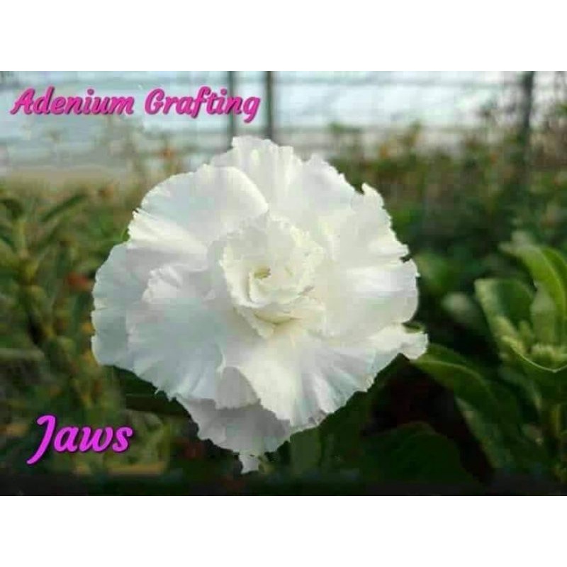 ADENIUM GRAFTING BUNGA TUMPUK / KAMBOJA JEPANG