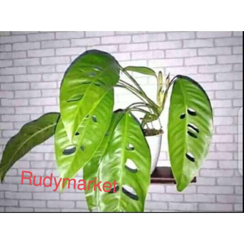 Tanaman hias Duda bolong