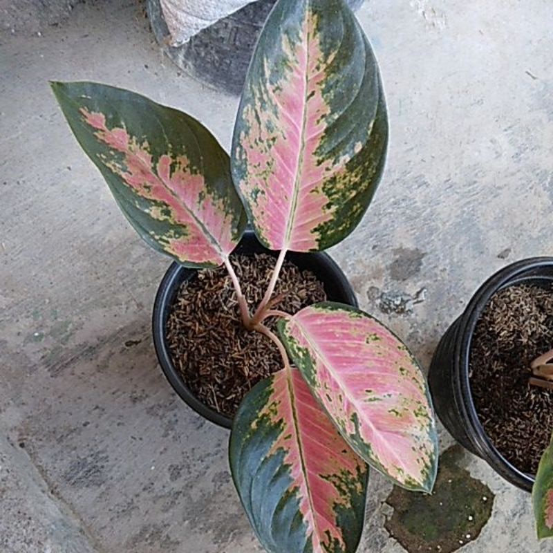 aglonema kochin camelon