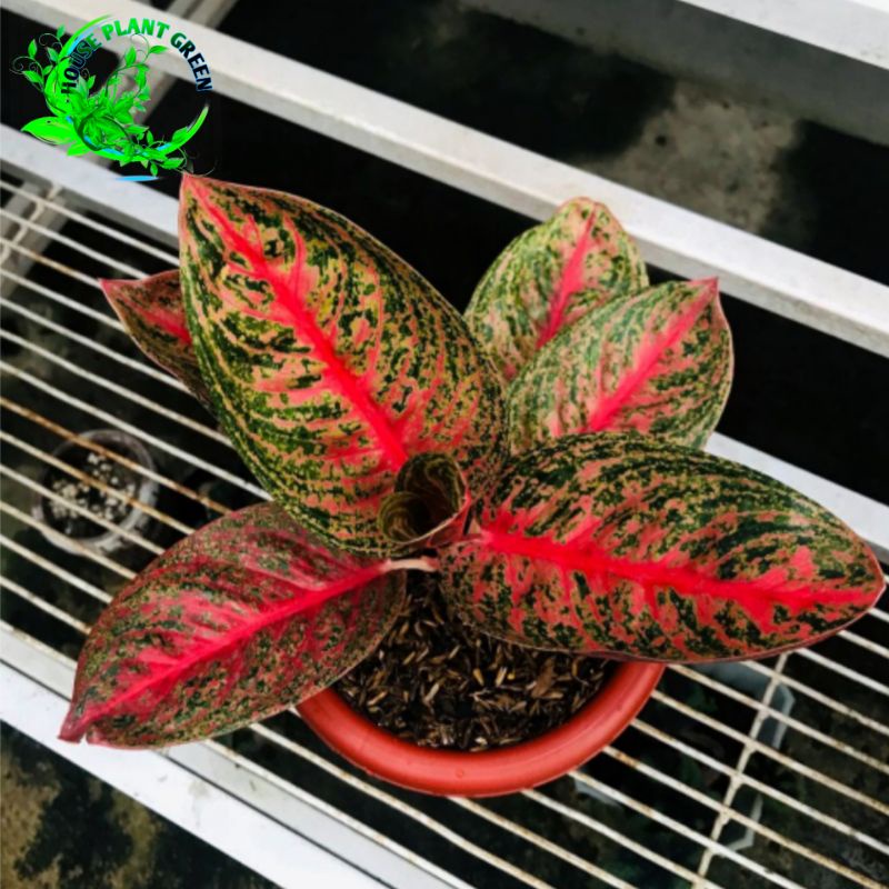 Aglonema Widuri - Tanaman hias Aglonema Widuri remaja