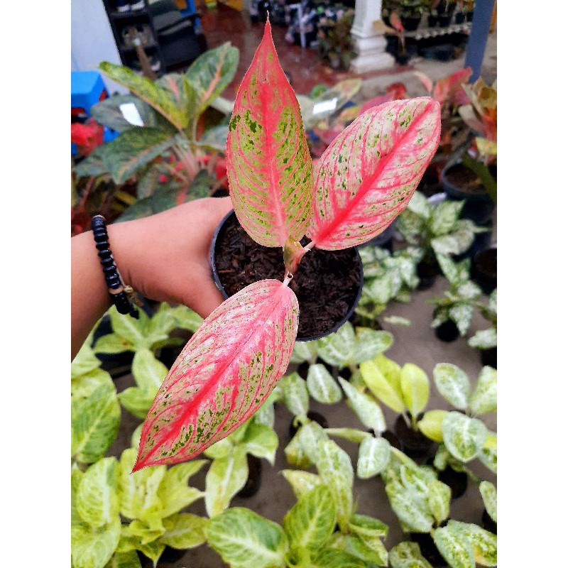 Aglaonema Legacy,Tanaman Hias Aglaonema Bisa COD ✅