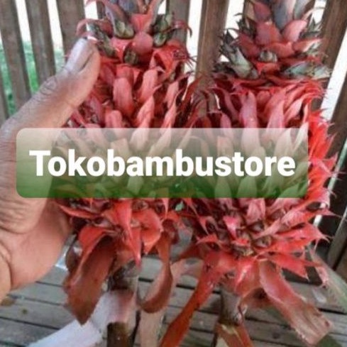 

Buah nanas merah nanas hutan segar hemat 250 gram perbuah