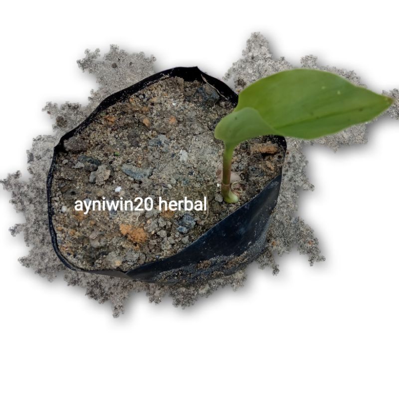 

BIBIT KUNYIT PUTIH TUNAS DAUN