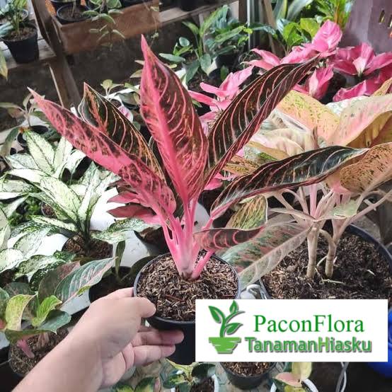 Aglonema red Sumatra - aglaonema red sumatra