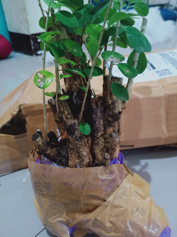 Bahan Bonsai Pohon Sisir / Kaliage Medium Berkarakter