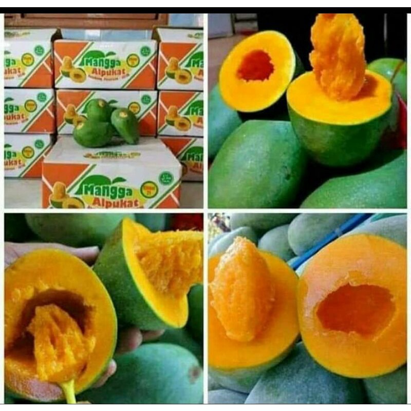 

MANGGA ALPUKAT PASURUAN FRESH 1KG