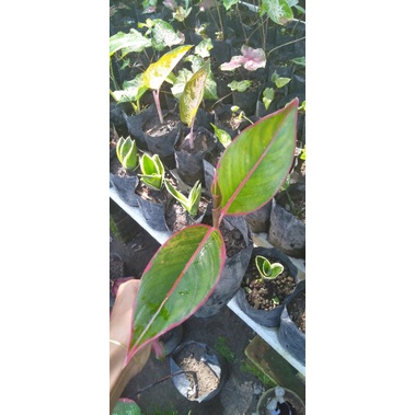 BUNGA AGLONEMA LIPSTIK