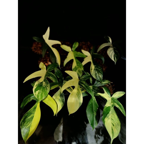PHILODENDRON FLORIDA BEAUTY VARIEGATED