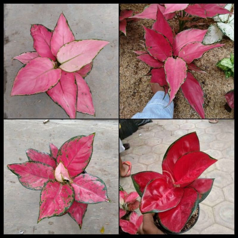 PAKET 4 AGLONEMA MERAH