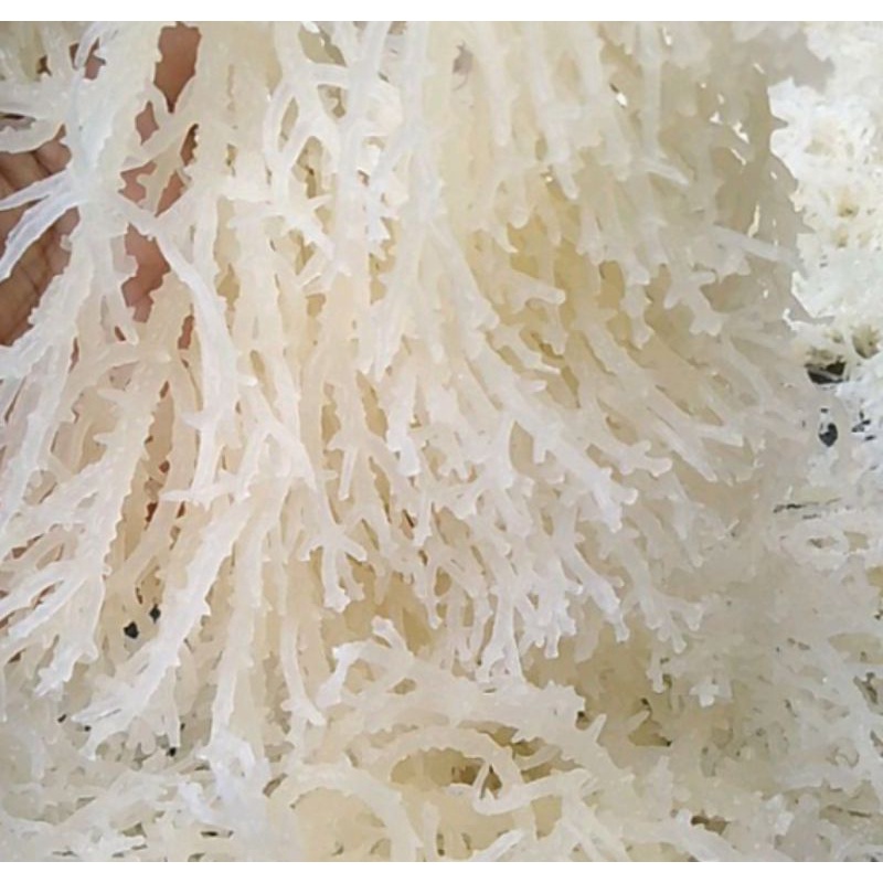 

RUMPUT LAUT BERSIH FRESH ( PILIHAN SPESIAL ORIGINAL ) 500 GR