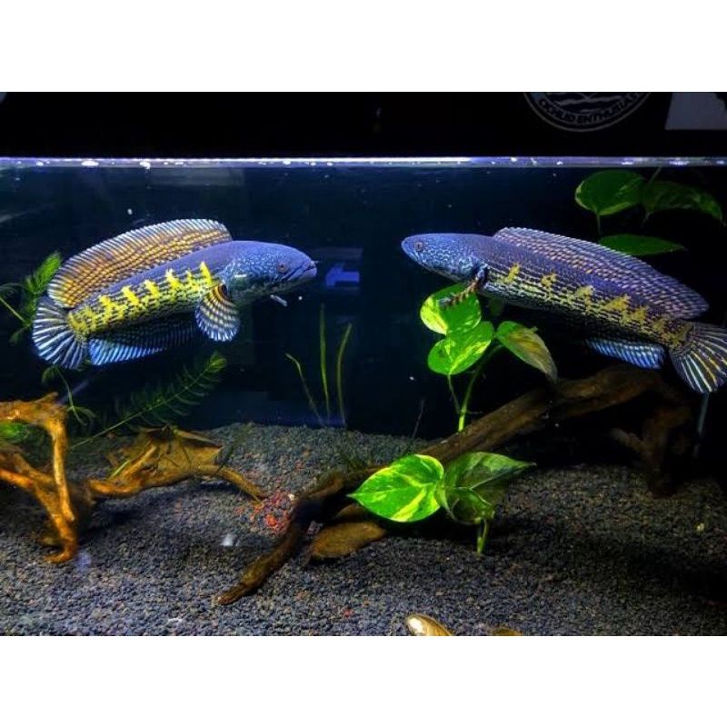 Channa Auranti Pair 20-30cm  ( Ikan Sehat dan Bebas jamur )