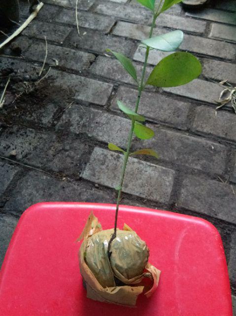 Bibit Buah Juwet Hitam