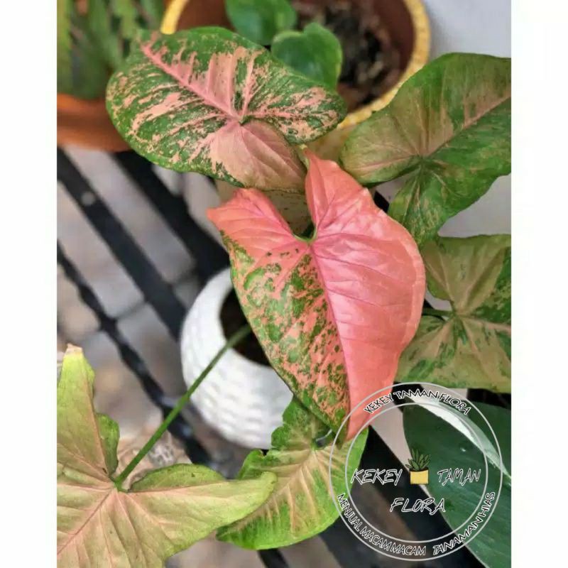 Tanaman Hias Syngonium Pink Flacked-Syngonium Pink