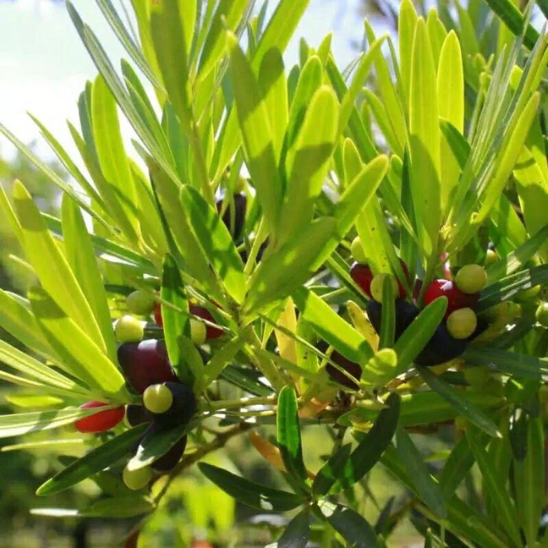 Biji lohansung mawar PER BIJI