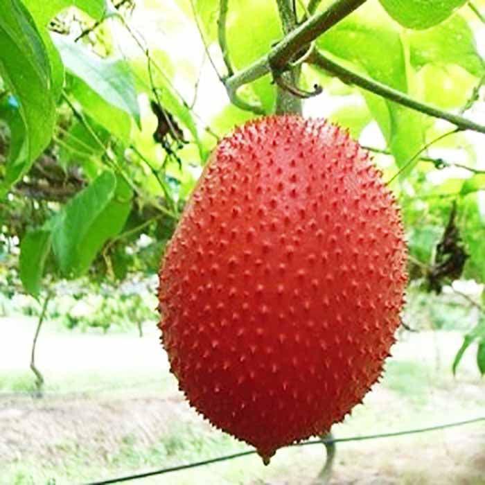 LARIS BIBIT POHON BUAH GAC FRUIT NEW