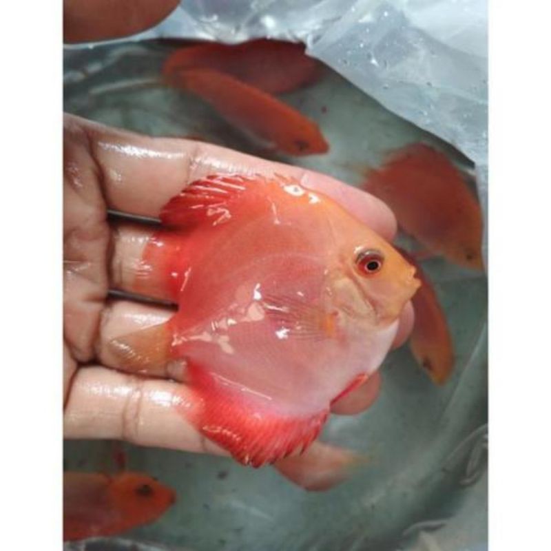 discus red melon