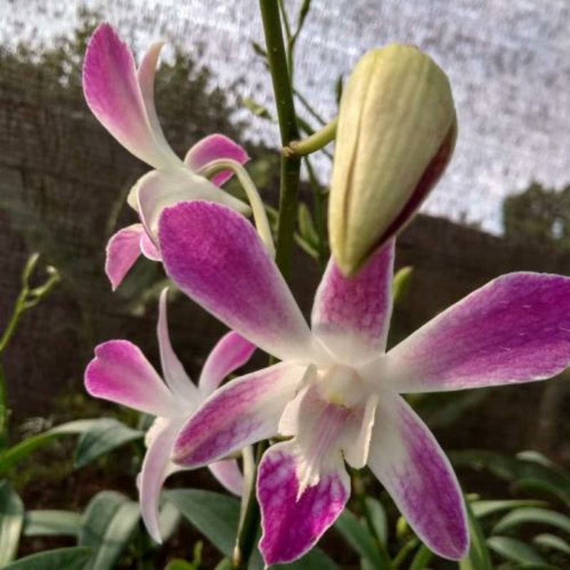 Anggrek Dendrobium Caesar Warawan