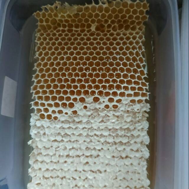 

Madu sarang ukuran kurang lebih 600gram harga 85rb