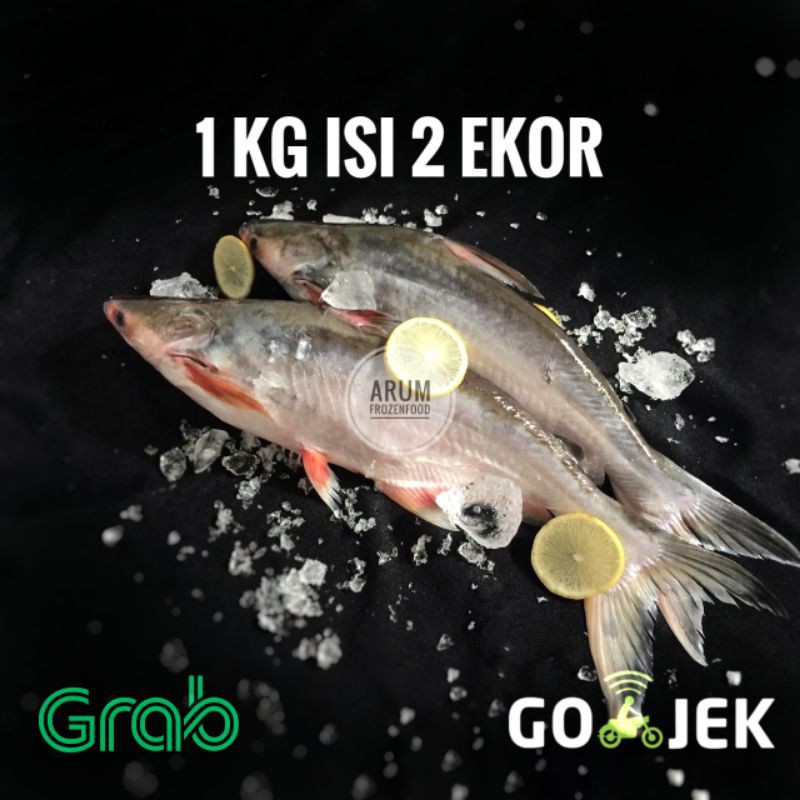

Ikan Patin Segar 1 Kg / Dori Lokal Berkualitas