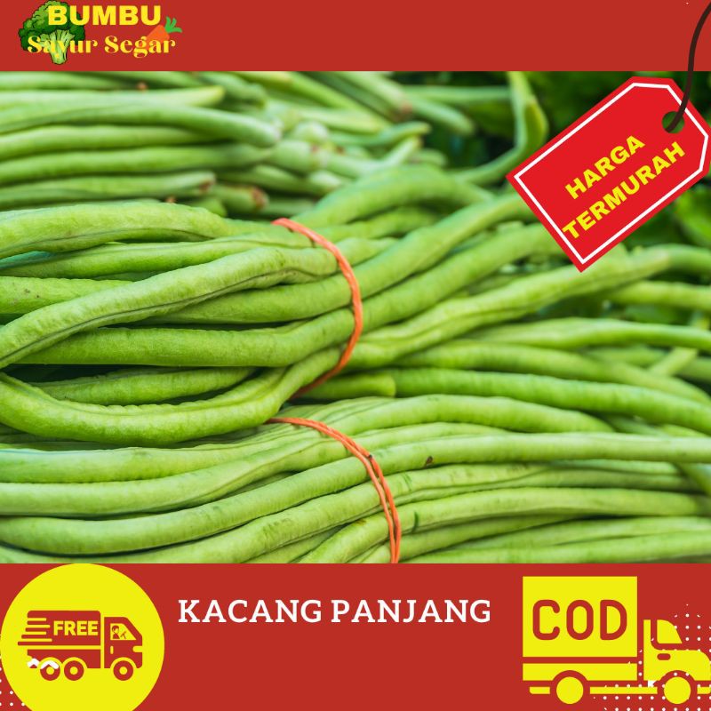 

KACANG PANJANG SEGAR