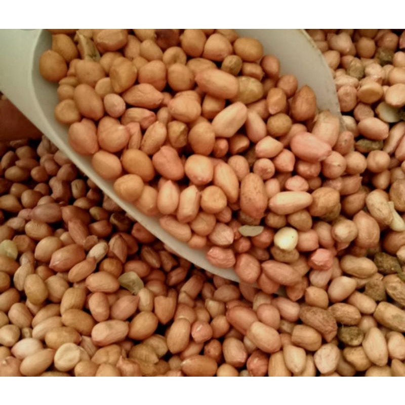 

kacang tanah belum di kupas
