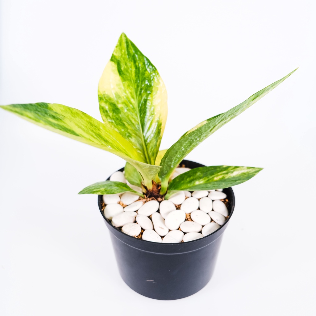 Anthurium Jemani Cobra batik varigata split