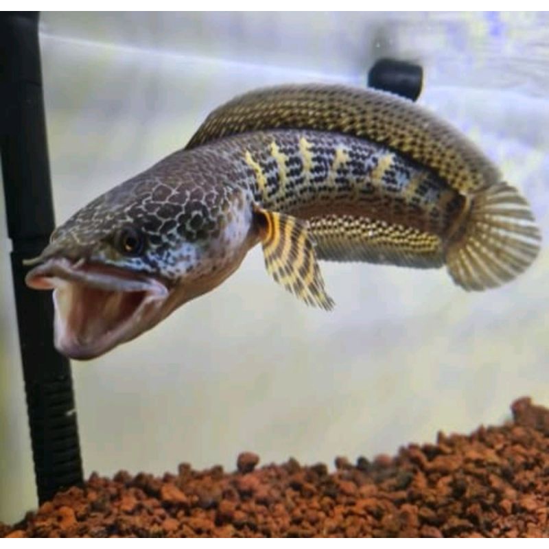 BABY CHANNA AURANTI ukuran 8-13cm