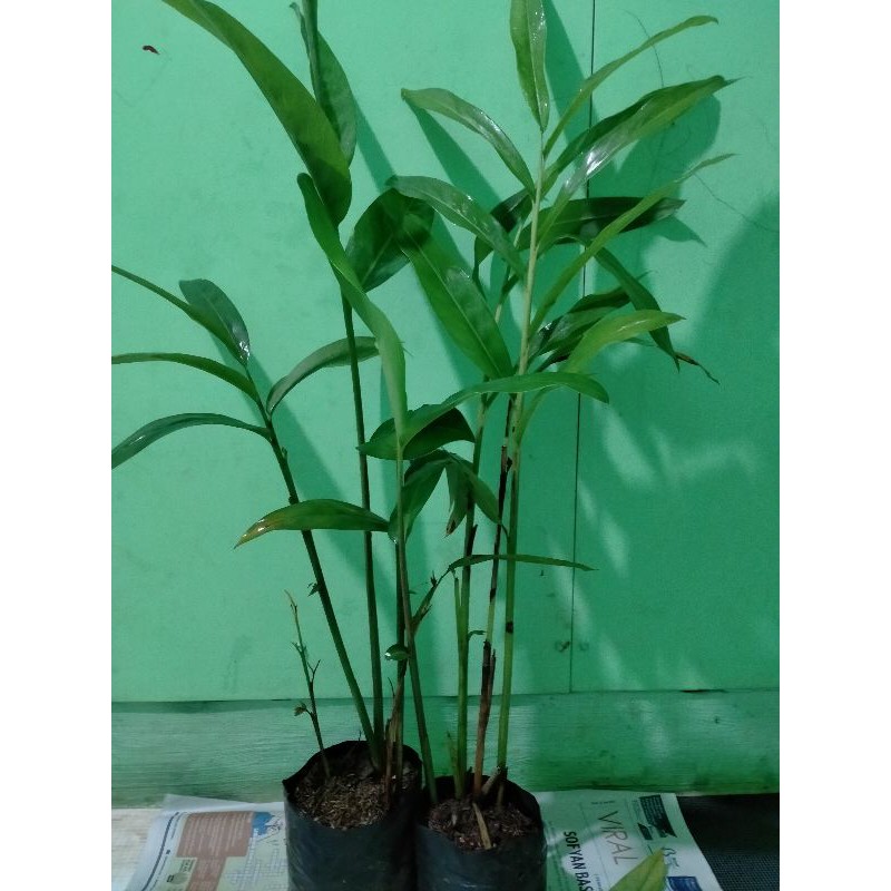Tanaman Lengkuas/Tanaman Rimpang Lengkuas / tanaman Laos