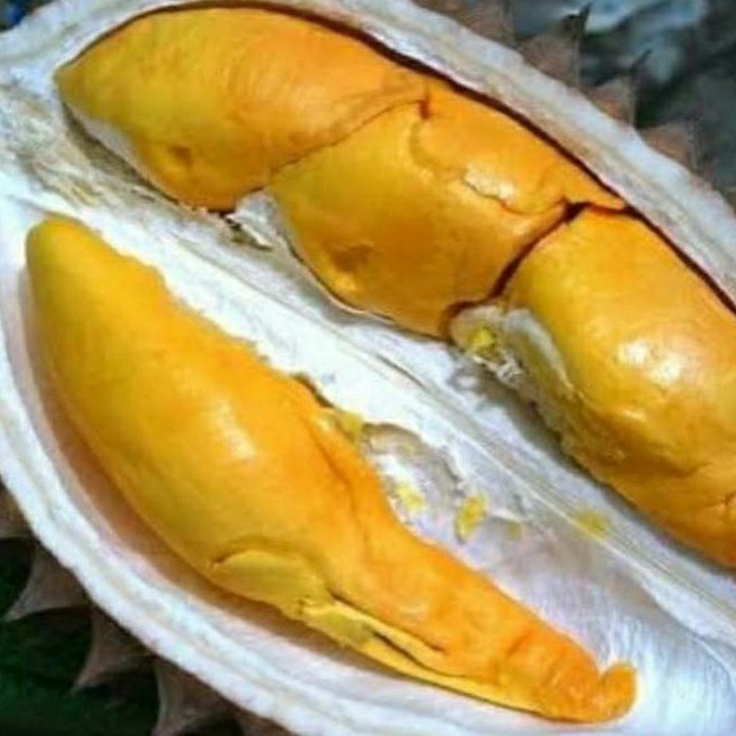 bibit durian super tembaga