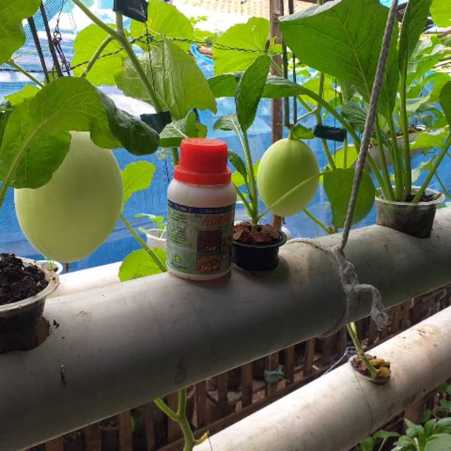 HORMONIK, PERANGSANG BUNGA Dan BUAH MENCEGAH RONTOK BUNGA DAN BUAH