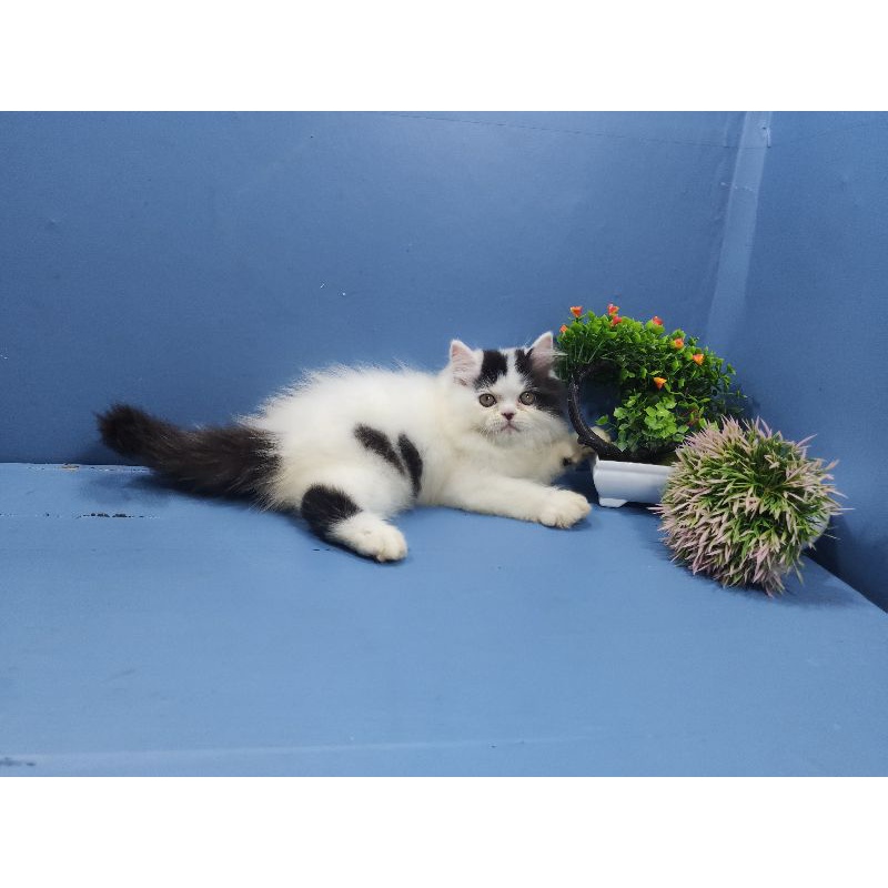 kucing persia betina super gembul, lucu, aktif
