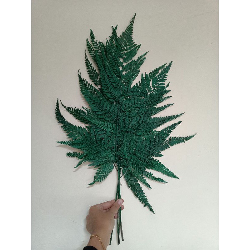 Daun paku | daun pakis | bunga pakis kering | pakis buket | rustic dried flower