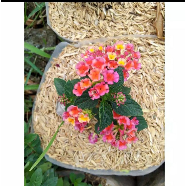 tanaman bunga LANTANA CAMARA L. bunga lantana merah cerah bahan bonsai