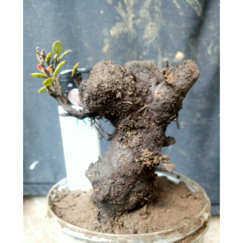 terbaru bahan bonsai santigi gunung mame