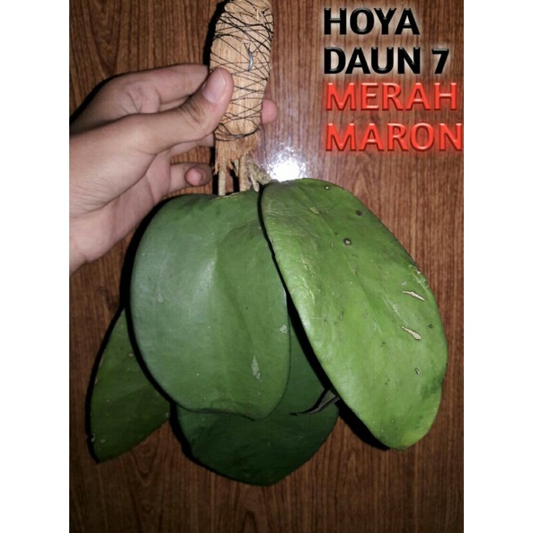 hoya bunga merah maron