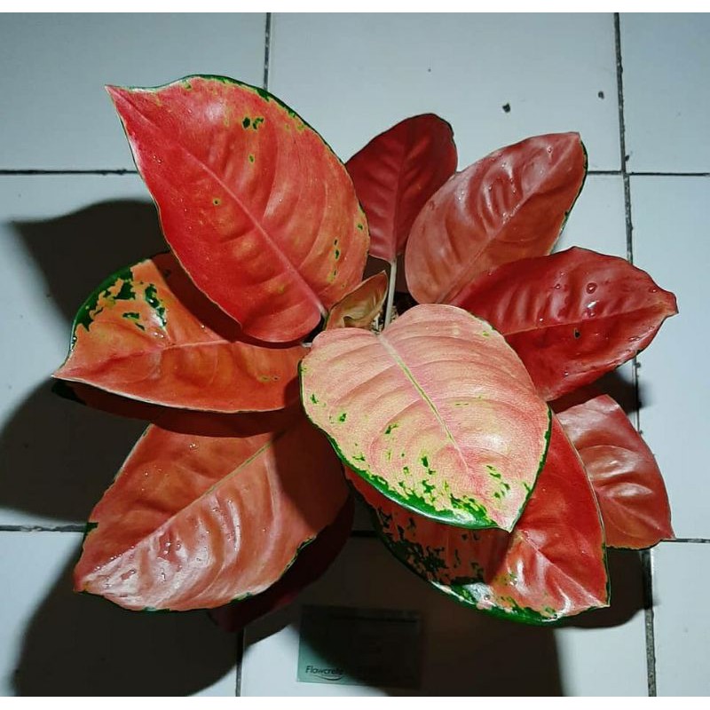 Tanaman Hias Aglonema Kochin Tembaga Merah / Tanaman Hias Aglonema Kochin Tembaga Mutasi Murah / Bun