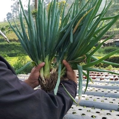 

Daun bawang segar fresh 500gr