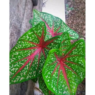 Tanaman Hias Keladi Merah Langka - Caladium SP Hias Daun