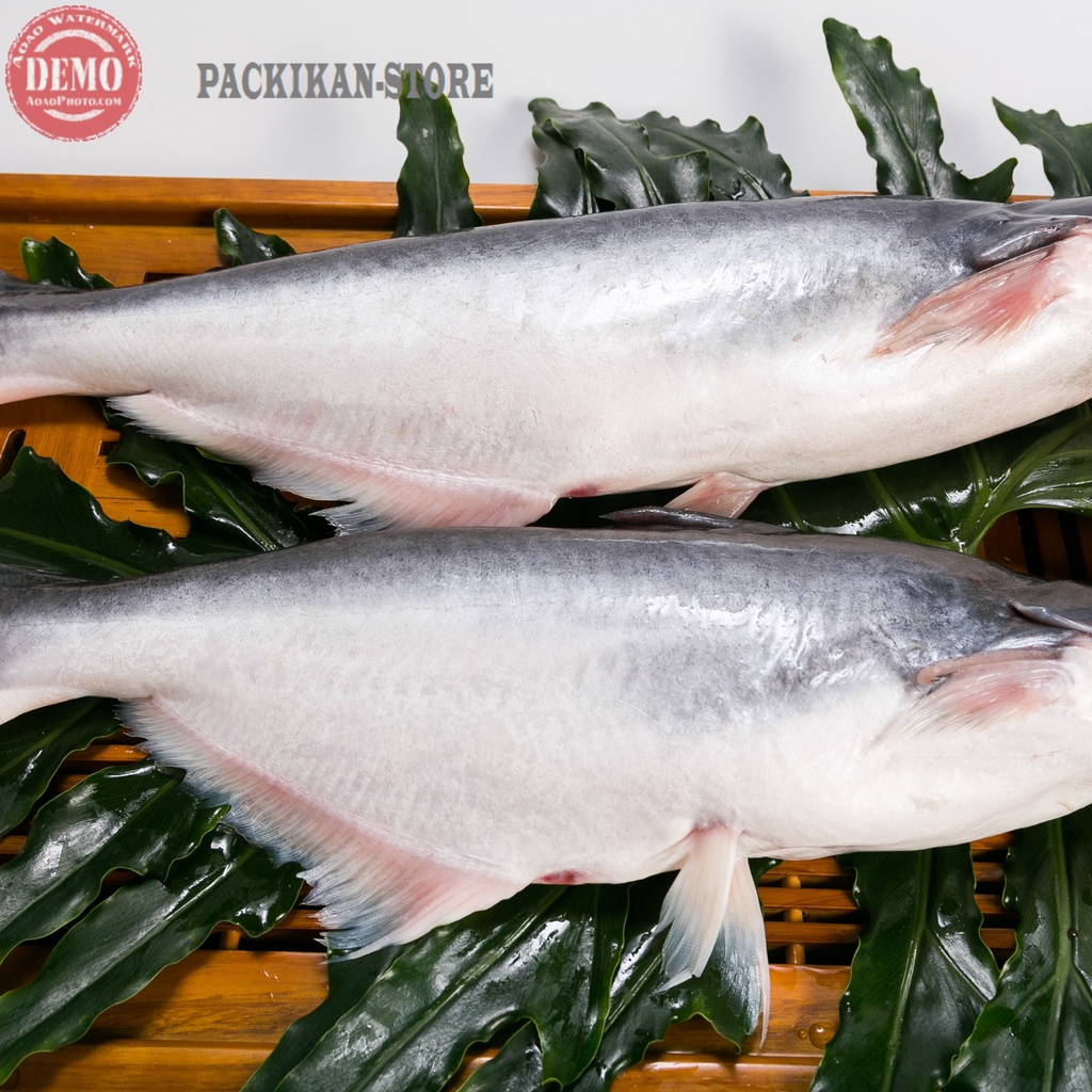 

Ikan Patin Segar 1Kg