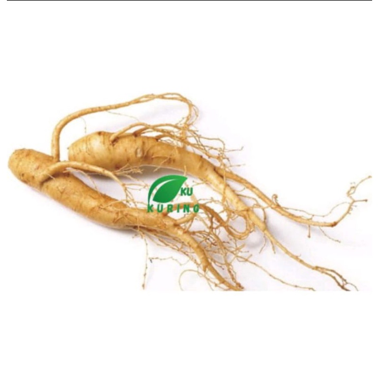 gingseng segar gingseng merah hidup
