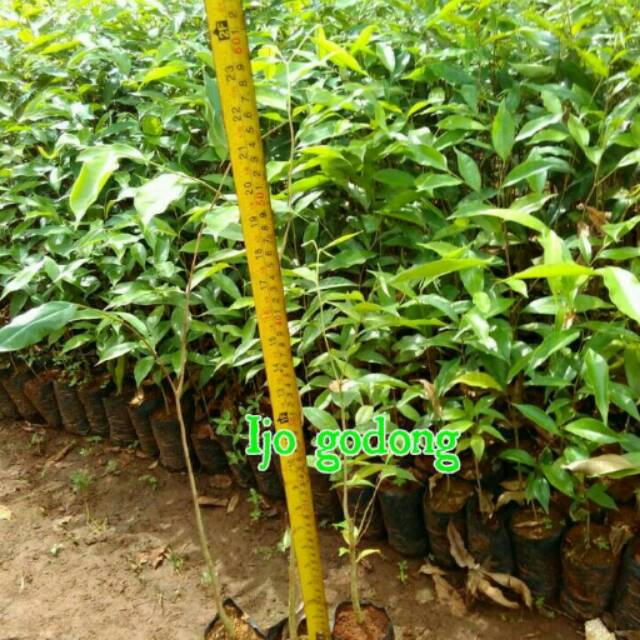 Bibit gaharu